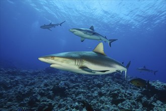 Group of grey reef shark (Carcharhinus amblyrhynchos) swimming over reef top of coral reef, Pacific