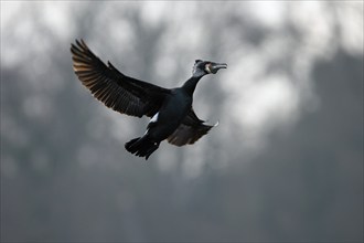 Great cormorant (Phalacrocorax carbo), adult bird, in flight, Essen, Ruhr area, North