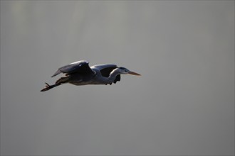 Grey heron (Ardea cinerea), landing approach, Essen, Ruhr area, North Rhine-Westphalia, Germany,