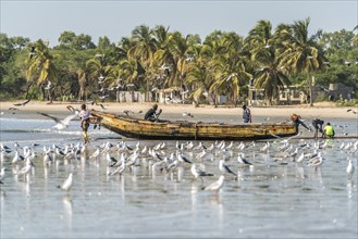 A flock of seagulls on the beach of Sanyang, Gambia, West Africa, Africa