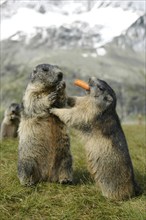 Alpine Marmots (Marmota marmota) with carrot, Austria, Europe