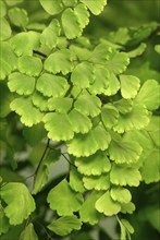 Maidenhair Fern (Adiantum raddianum)