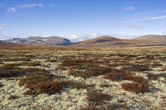 Autumn landscape in Dovrefjell-Sunndalsfjella National Park, Hjerkinn, Norway, Europe