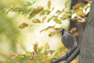 Eurasian jay (Garrulus glandarius), sitting on a branch, frontal view, autumnal foliage colouring,