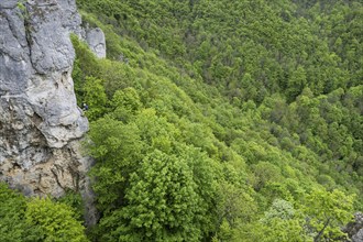 Climbers, rocks and forest, Reußenstein ruins, Swabian Alb, Baden-Württemberg, Germany, Europe