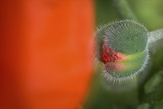 Oriental poppy (Papaver orientale), only slightly opened poppy capsule, double exposure,