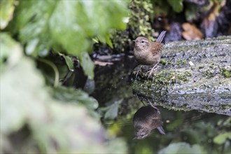 Eurasian wren (Troglodytes troglodytes) at the watering place, Emsland, Lower Saxony, Germany,