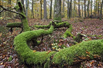 Moss-covered tree trunk in autumn forest, Brechenberg near Eppenbrunn, Palatinate Forest,