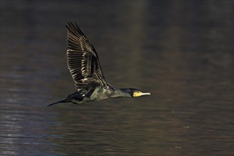 Great cormorant (Phalacrocorax carbo), in flight, Switzerland, Europe