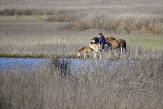 An Argentine gaucho leads his horses to the river to water them, Navarro, Buenos Aires province,