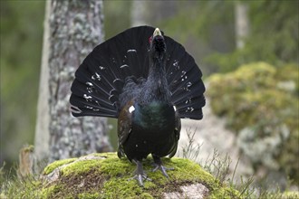 Western capercaillie (Tetrao urogallus) male displaying in coniferous forest in spring