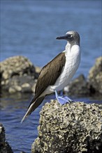 Blue-footed Booby (Sula nebouxii excisa) perched on rock along the coast at Santa Cruz Island,