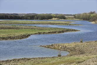 The nature reserve Parc du Marquenterre at the Bay of the Somme, Picardy, France, Europe