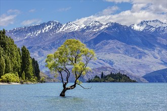 Crack willow (Salix fragilis), Wanaka tree, Lake Wanaka, Otago, New Zealand, Oceania