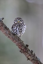 Pygmy Owl (Glaucidium passerinum), adult, in winter, perch, watchful, Bohemian Forest, Czech