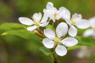 White blossoms of an apple tree (Malus domestica), close-up, Bavaria, Germany, Europe