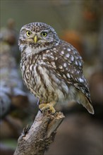 Little Owl (Athene noctua), on dead apple tree branch, biosphere area, Swabian Alb,