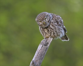 Little Owl (Athene noctua), on dead apple tree branch, biosphere area, Swabian Alb,