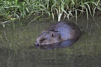 Eurasian beaver, european beaver (Castor fiber), on the river bank in the water, Freiamt, Canton