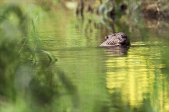 Eurasian beaver, european beaver (Castor fiber), swimming in the river, Freiamt, Canton Aargau,