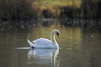 Mute swan (Cygnus olor), swimming on the Flachsee, Canton Aargau, Switzerland, Europe