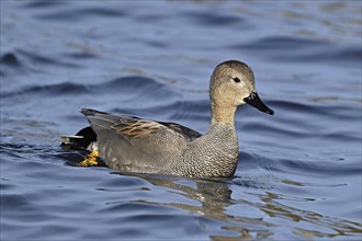 Adult gadwall (Mareca strepera), male swimming on Lake Zug, Switzerland, Europe