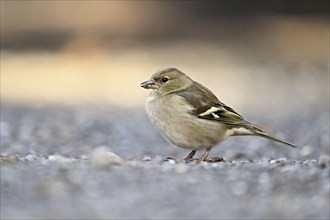 Common chaffinch (Fringilla coelebs), female sitting on the ground, Switzerland, Europe