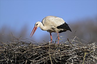 White stork (Ciconia ciconia), standing on eyrie, Switzerland, Europe