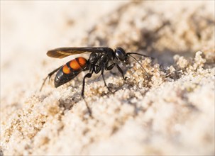 Black-banded spider wasp (Anoplius viaticus), female, sitting in the sun on sandy soil in front of