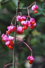 European spindle (Euonymus europaeus), October, Germany, Europe