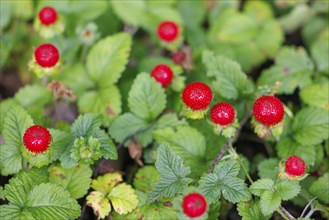 Woodland strawberry (Fragaria vesca), Germany, Europe