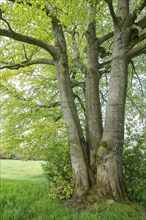 Common beech (Fagus sylvatica), multi-stemmed, Thuringia, Germany, Europe