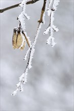 Maple tree in winter, Germany, Europe