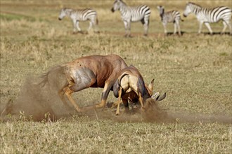 Fight between two Topi lei antelope bulls, Maasai Mara Game Reserve, Kenya, Africa