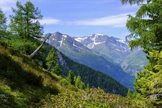 On the Zirbenweg, on the Graukogel, Hohe Tauern at the back, Bad Gastein, Gastein Valley,