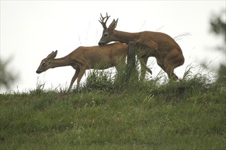 European roe deer (Capreolus capreolus) mating in the rain, Lower Austria, Austria, Europe