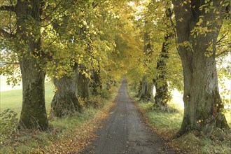 Kurfürstenallee with 200-year-old lime trees (Tilia platyphyllos) near Marktoberdorf, Ostallgäu,