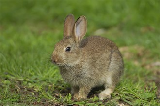 Rabbit (Oryctolagus cuniculus) juvenile baby animal on a garden lawn, Norfolk, England, United