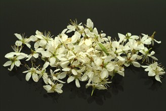 Flower of blackthorn (Prunus spinosa), blackthorn, medicinal plant, fruits, flowers and bark of