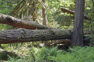 Huge old Douglas firs, overgrown with mosses and lichens, Cathedral Grove, MacMillan Park,