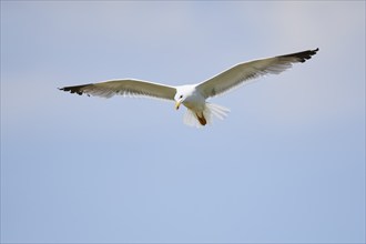 Yellow-legged gull (Larus michahellis) wildlife, flying in the sky, Spain, Europe