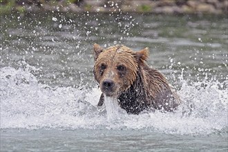 Brown bear (Ursus arctos) hunting for salmon in the water, Lake Clark National Park, Alaska