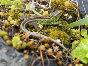 Sand lizard (Lacerta agilis), male on stones with stonecrop (Sedum album), or stonecrop, Wetzlar,