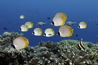 Shoal of philippine butterflyfish (Chaetodon adiergastos) swimming over coral reef, Great Barrier