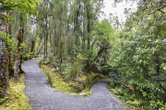 Lake Matheson Trail, New Zealand, Oceania