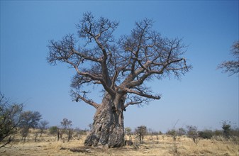 Leafless Baobab, Chobe National Park, Botswana (Adansonia digita)