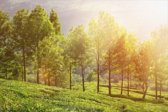 Tea plantations in morning fog. Munnar, Kerala, India. With lens flare and light leak