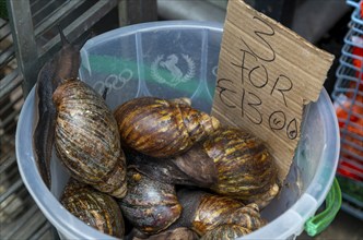 Achatina Giant African snails (Lissachatina fulica) on sale, Deptford High Street, London SE8,