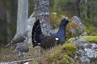 Western capercaillie (Tetrao urogallus) females and male displaying at lek in coniferous forest in