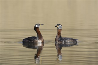 Red-necked grebe (Podiceps grisegena) (Podiceps griseigena) couple displaying during mating ritual